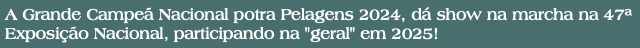 A Grande Campeã Nacional potra Pelagens 2024, dá show na marcha na 47ª Exposição Nacional, participando na "geral" em 2025!